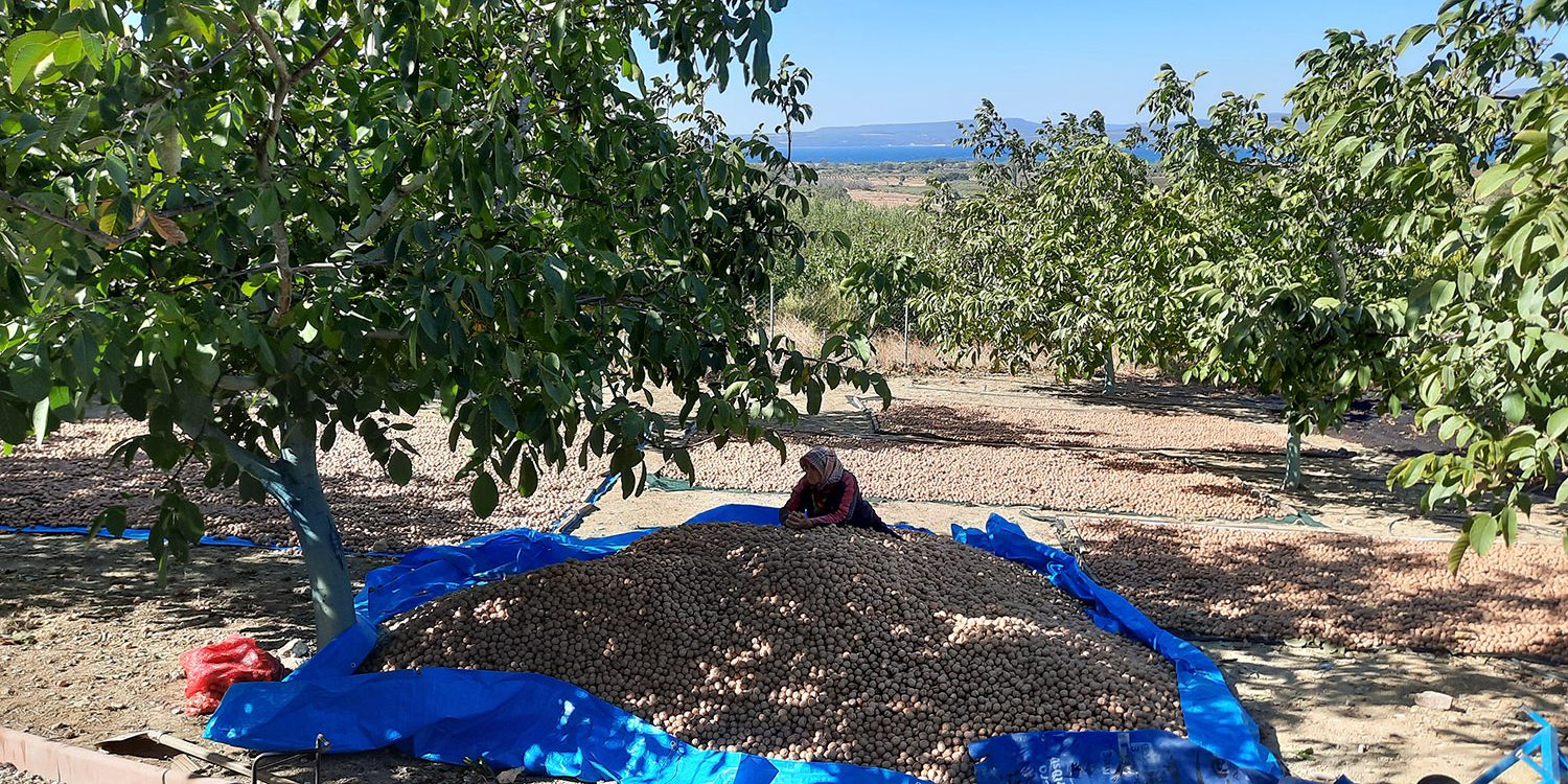 yerli ceviz çanakkale